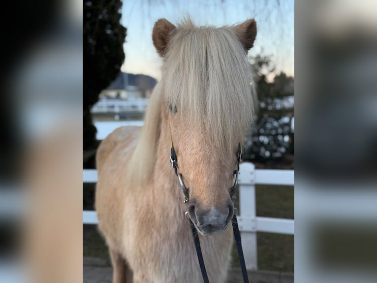 Caballos islandeses Caballo castrado 8 años 139 cm Palomino in Lochen am See