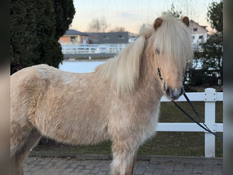 Caballos islandeses Caballo castrado 8 años 139 cm Palomino in Lochen am See