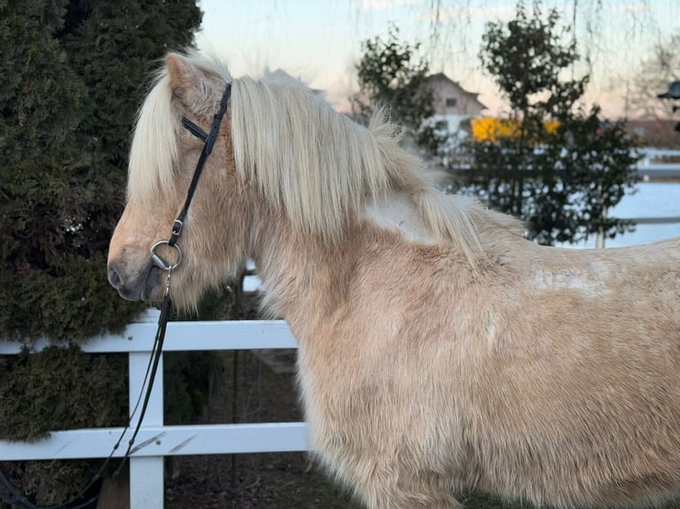 Caballos islandeses Caballo castrado 8 años 139 cm Palomino in Lochen am See