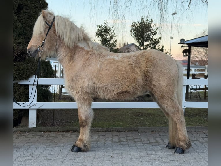 Caballos islandeses Caballo castrado 8 años 139 cm Palomino in Lochen am See