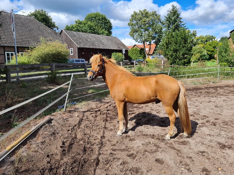 Caballos islandeses Caballo castrado 8 años 140 cm Alazán in Soltau