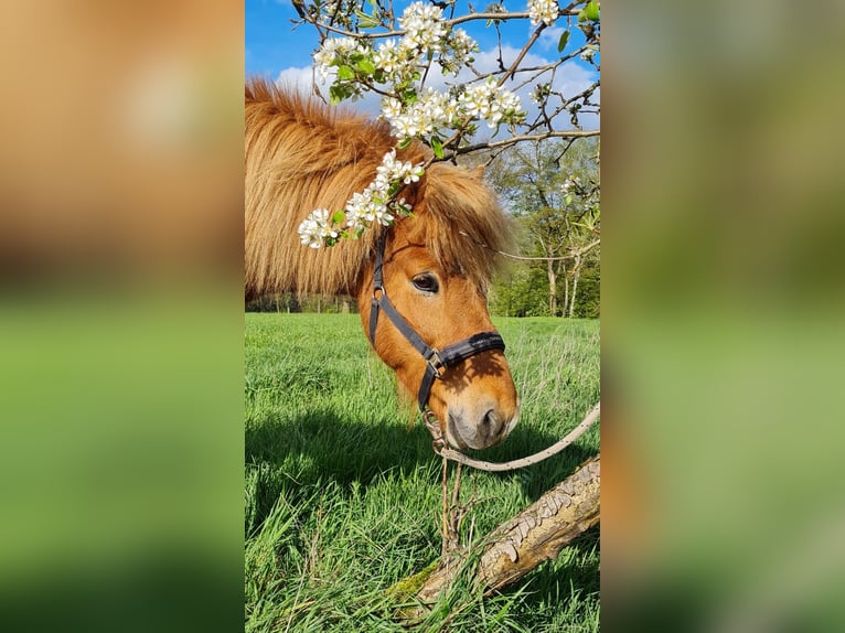 Caballos islandeses Caballo castrado 8 años 140 cm Alazán in Soltau