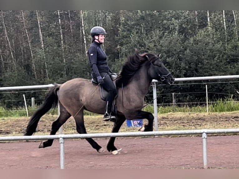 Caballos islandeses Caballo castrado 8 años 140 cm Bayo in Soltau