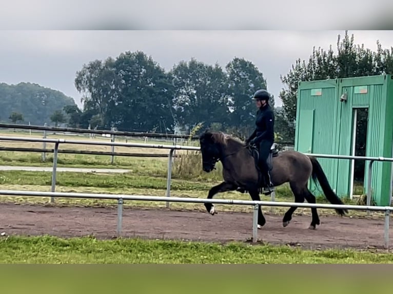 Caballos islandeses Caballo castrado 8 años 140 cm Bayo in Soltau