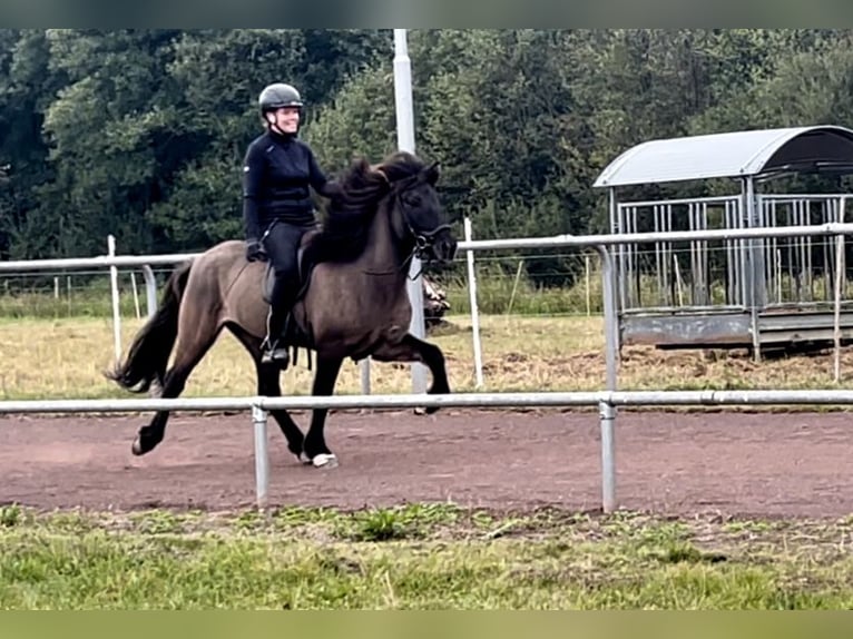 Caballos islandeses Caballo castrado 8 años 140 cm Bayo in Soltau