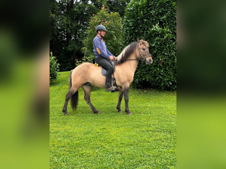 Caballos islandeses Caballo castrado 8 años 140 cm Bayo in Nettersheim