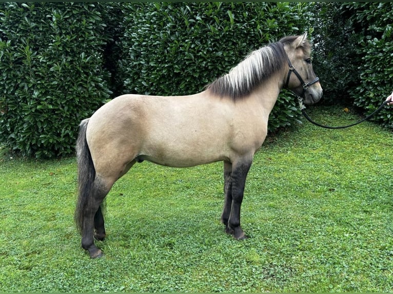 Caballos islandeses Caballo castrado 8 años 140 cm Bayo in Nettersheim