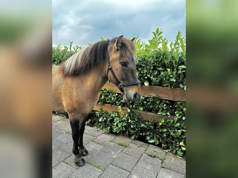 Caballos islandeses Caballo castrado 8 años 140 cm Bayo in Nettersheim