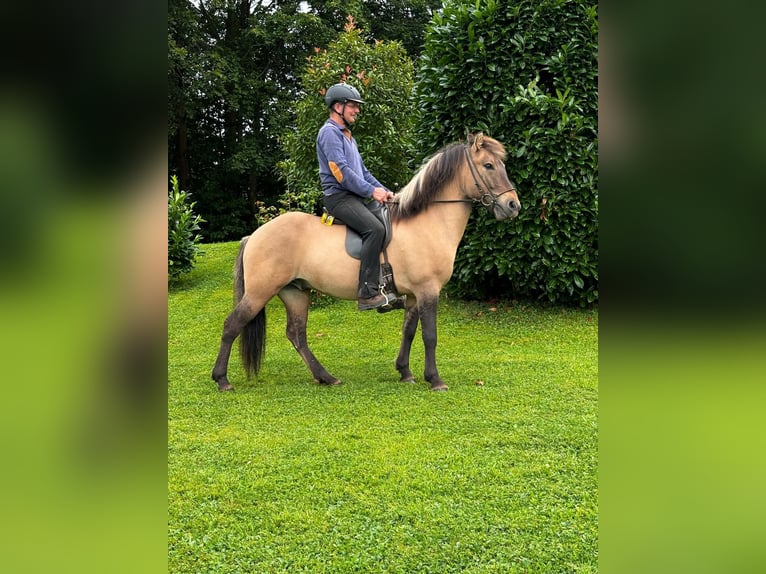 Caballos islandeses Caballo castrado 8 años 140 cm Bayo in Nettersheim