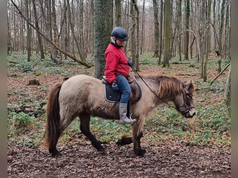 Caballos islandeses Caballo castrado 8 años 140 cm Buckskin/Bayo in Alfter