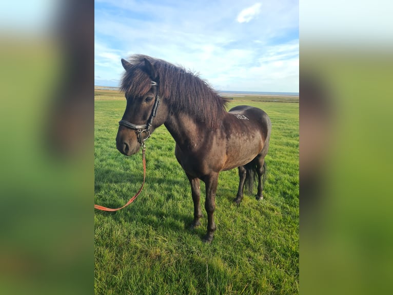 Caballos islandeses Caballo castrado 8 años 141 cm Negro in Snæfellsbæ