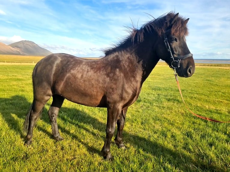 Caballos islandeses Caballo castrado 8 años 141 cm Negro in Snæfellsbæ