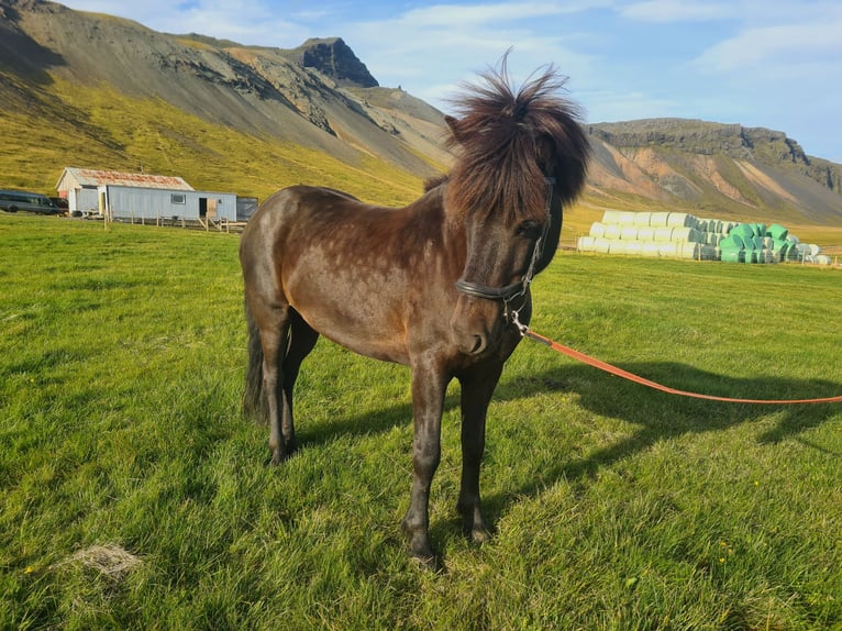 Caballos islandeses Caballo castrado 8 años 141 cm Negro in Snæfellsbæ