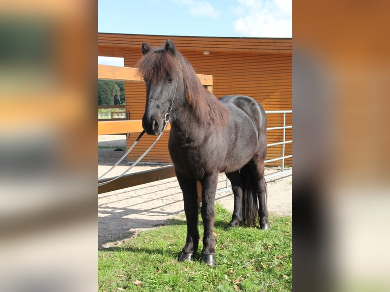 Caballos islandeses Caballo castrado 8 años 141 cm Negro in Soltau