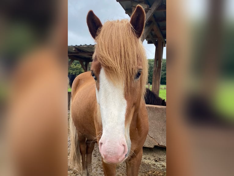 Caballos islandeses Caballo castrado 8 años 142 cm Alazán-tostado in Stegen