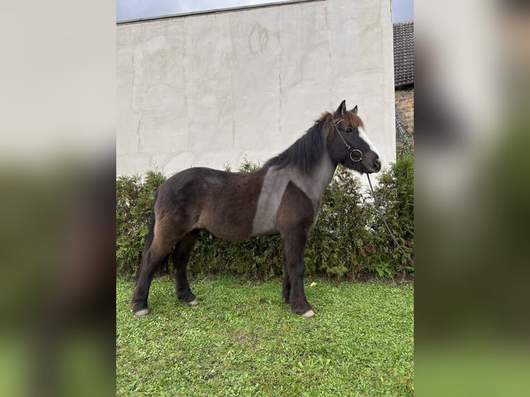 Caballos islandeses Caballo castrado 8 años 142 cm Negro in Neustadt an der Weinstraße