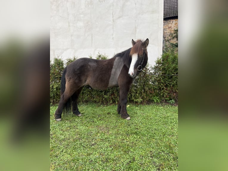 Caballos islandeses Caballo castrado 8 años 142 cm Negro in Neustadt an der Weinstraße