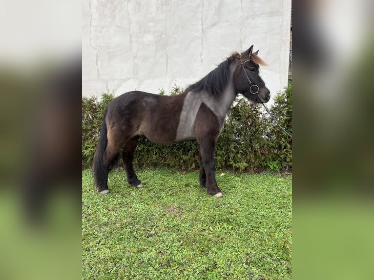 Caballos islandeses Caballo castrado 8 años 142 cm Negro in Neustadt an der Weinstraße