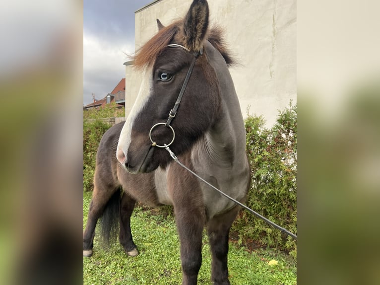 Caballos islandeses Caballo castrado 8 años 142 cm Negro in Neustadt an der Weinstraße