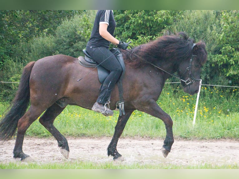 Caballos islandeses Caballo castrado 8 años 142 cm Negro in Pfalzgrafenweiler