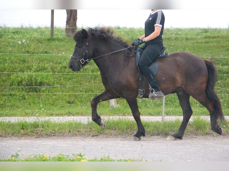 Caballos islandeses Caballo castrado 8 años 142 cm Negro in Pfalzgrafenweiler