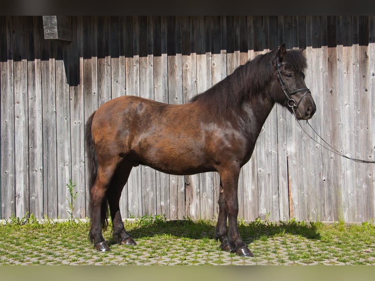 Caballos islandeses Caballo castrado 8 años 142 cm Negro in Pfalzgrafenweiler