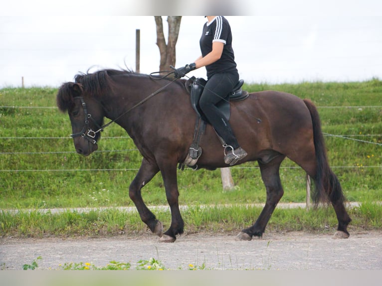 Caballos islandeses Caballo castrado 8 años 142 cm Negro in Pfalzgrafenweiler