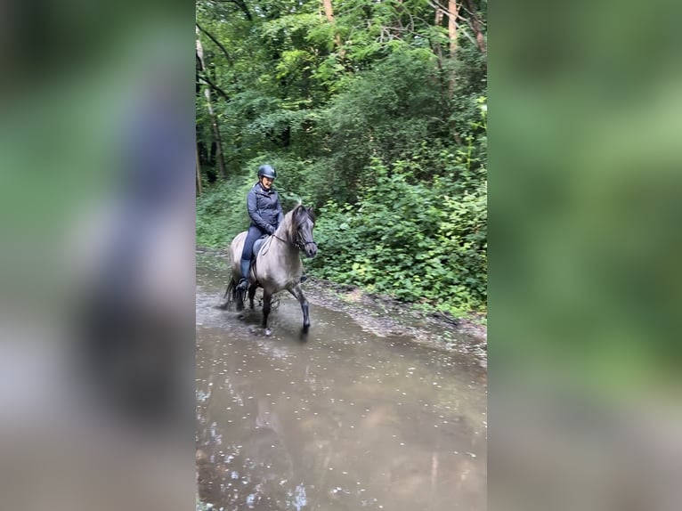 Caballos islandeses Caballo castrado 8 años 143 cm Bayo in Himmelpforten