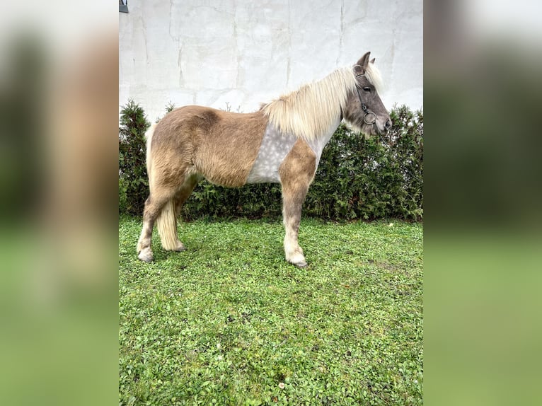 Caballos islandeses Caballo castrado 8 años 143 cm in Neustadt an der Weinstraße