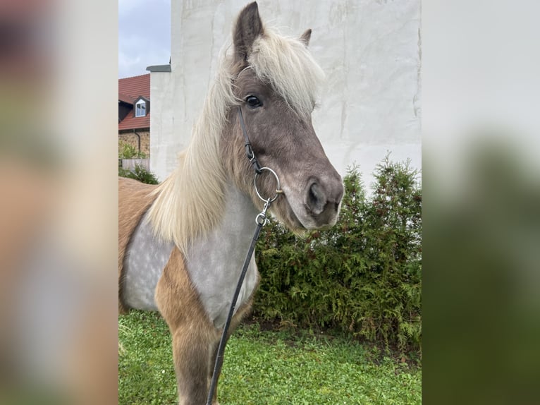 Caballos islandeses Caballo castrado 8 años 143 cm in Neustadt an der Weinstraße