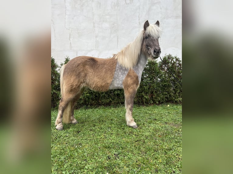 Caballos islandeses Caballo castrado 8 años 143 cm in Neustadt an der Weinstraße