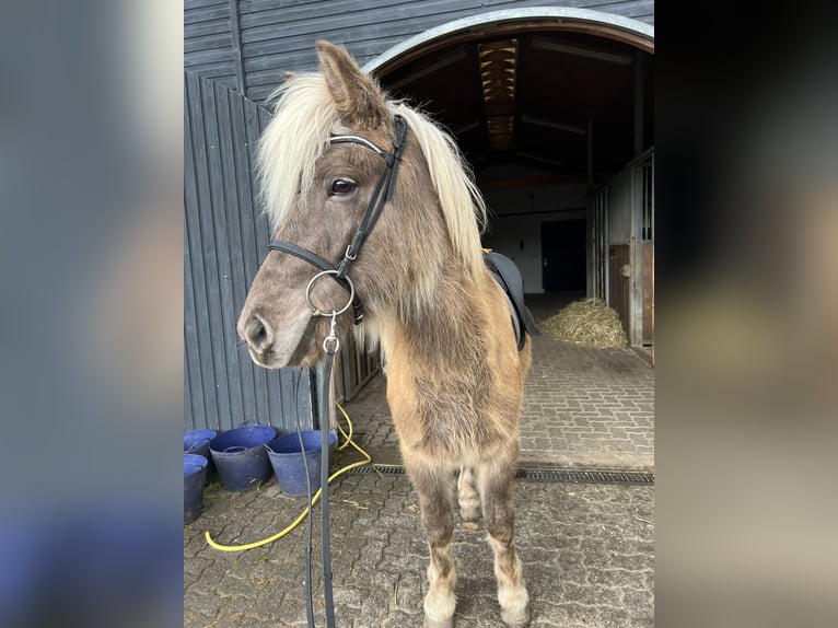 Caballos islandeses Caballo castrado 8 años 143 cm in Neustadt an der Weinstraße