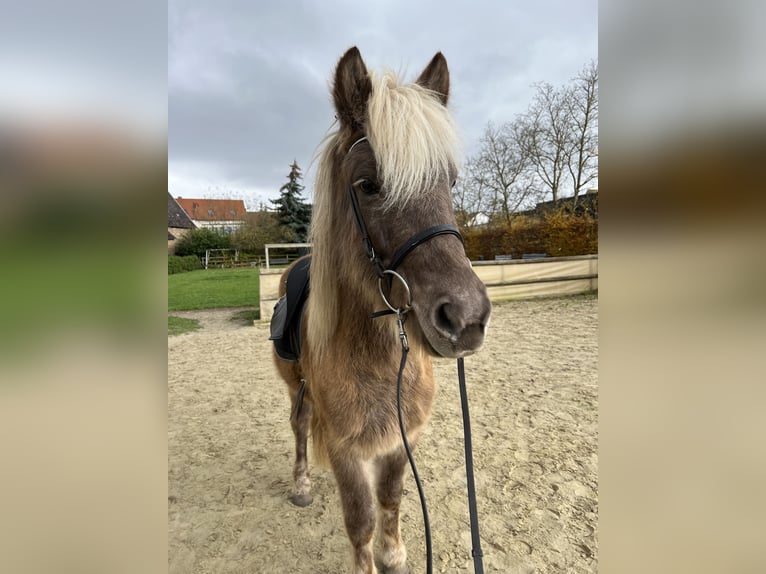 Caballos islandeses Caballo castrado 8 años 143 cm in Neustadt an der Weinstraße