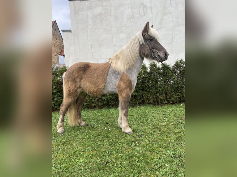 Caballos islandeses Caballo castrado 8 años 143 cm in Neustadt an der Weinstraße