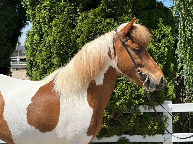 Caballos islandeses Caballo castrado 8 años 143 cm Pío in Mining