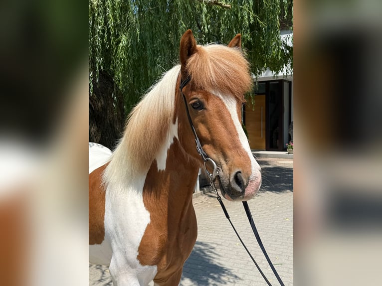 Caballos islandeses Caballo castrado 8 años 143 cm Pío in Mining
