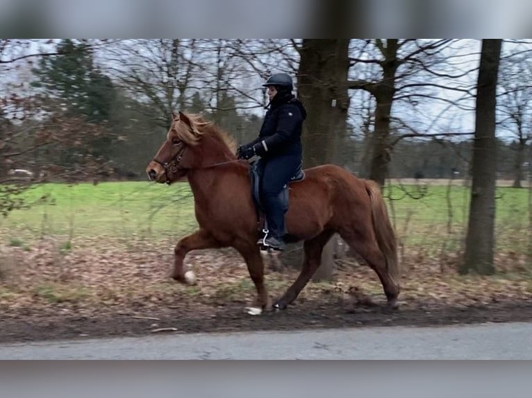 Caballos islandeses Caballo castrado 8 años 144 cm Alazán in Schneverdingen