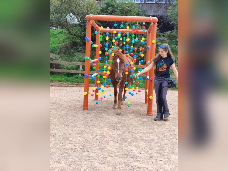 Caballos islandeses Caballo castrado 8 años 144 cm Alazán rojizo in Rosbach vor der Höhe Ober-Rosbach