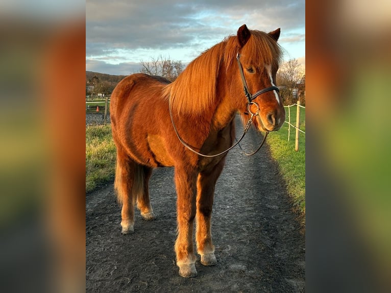 Caballos islandeses Caballo castrado 8 años 144 cm Alazán rojizo in Rosbach vor der Höhe Ober-Rosbach