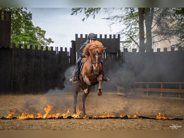 Caballos islandeses Caballo castrado 8 años 144 cm Alazán rojizo in Rosbach vor der Höhe Ober-Rosbach