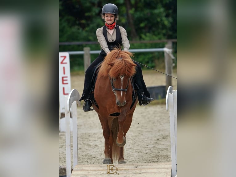 Caballos islandeses Caballo castrado 8 años 144 cm Alazán rojizo in Rosbach vor der Höhe Ober-Rosbach