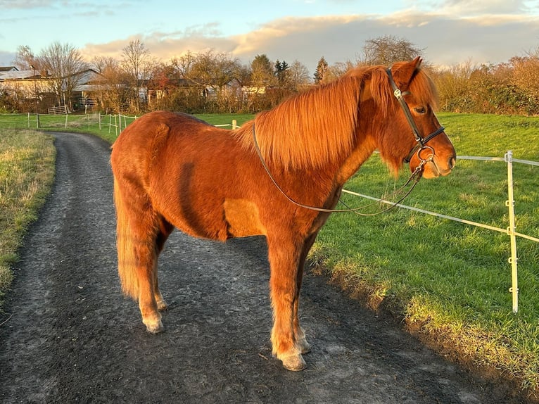 Caballos islandeses Caballo castrado 8 años 144 cm Alazán rojizo in Rosbach vor der Höhe Ober-Rosbach