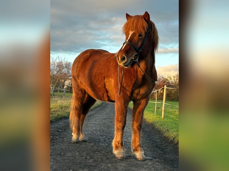 Caballos islandeses Caballo castrado 8 años 144 cm Alazán rojizo in Rosbach vor der Höhe Ober-Rosbach