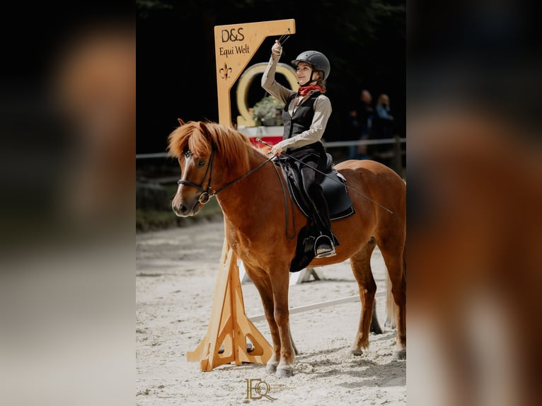 Caballos islandeses Caballo castrado 8 años 144 cm Alazán rojizo in Rosbach vor der Höhe Ober-Rosbach