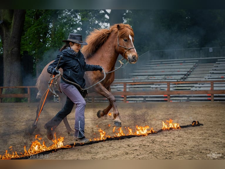 Caballos islandeses Caballo castrado 8 años 144 cm Alazán rojizo in Rosbach vor der Höhe Ober-Rosbach