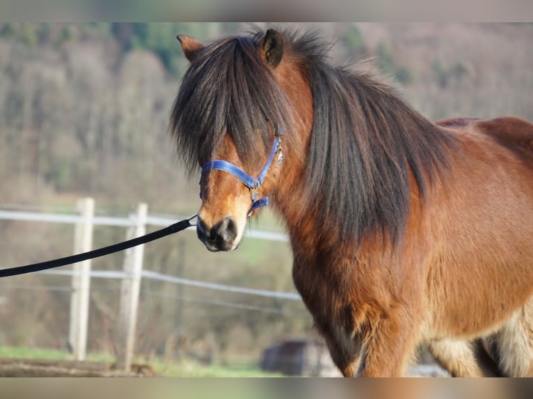 Caballos islandeses Caballo castrado 8 años 144 cm Castaño in Emmendingen