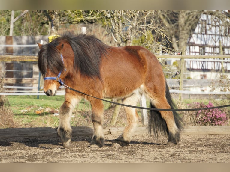 Caballos islandeses Caballo castrado 8 años 144 cm Castaño in Emmendingen