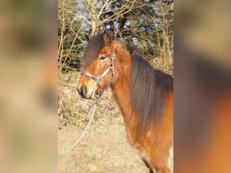 Caballos islandeses Caballo castrado 8 años 144 cm Castaño in Emmendingen