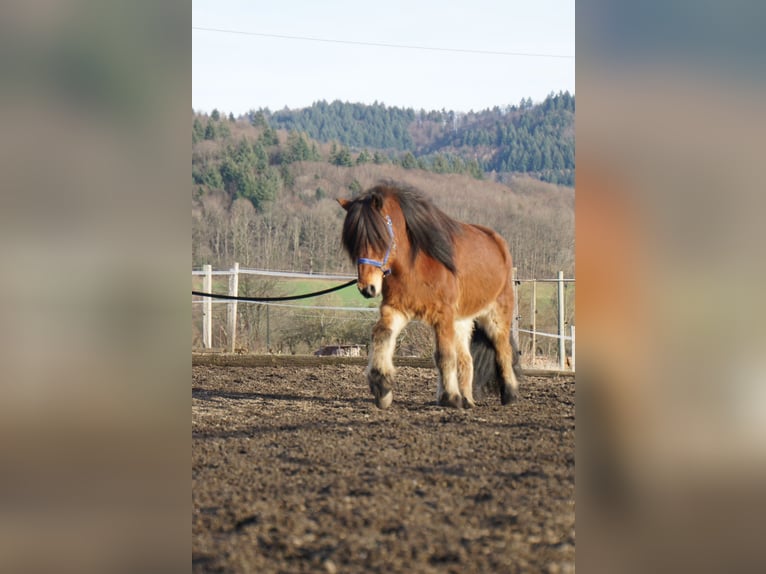 Caballos islandeses Caballo castrado 8 años 144 cm Castaño in Emmendingen