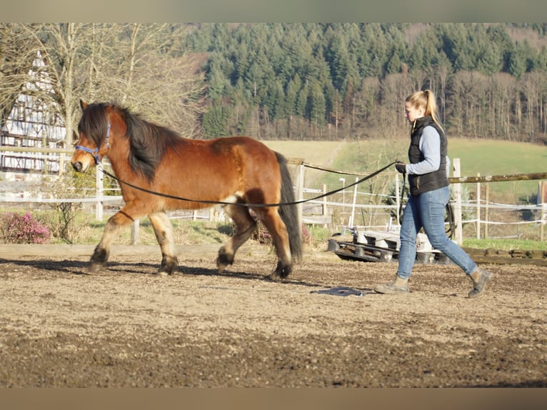 Caballos islandeses Caballo castrado 8 años 144 cm Castaño in Emmendingen